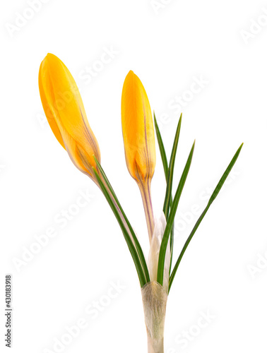 Fototapeta Naklejka Na Ścianę i Meble -  Yellow crocus flower isolated on white background. Beautiful spring flowers.