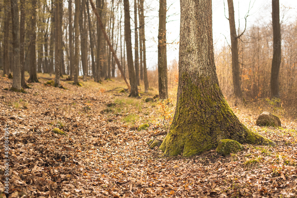 Trees in deciduous forest during spring season.High quality photo. Trees in deciduous forest during spring season.High quality photo.