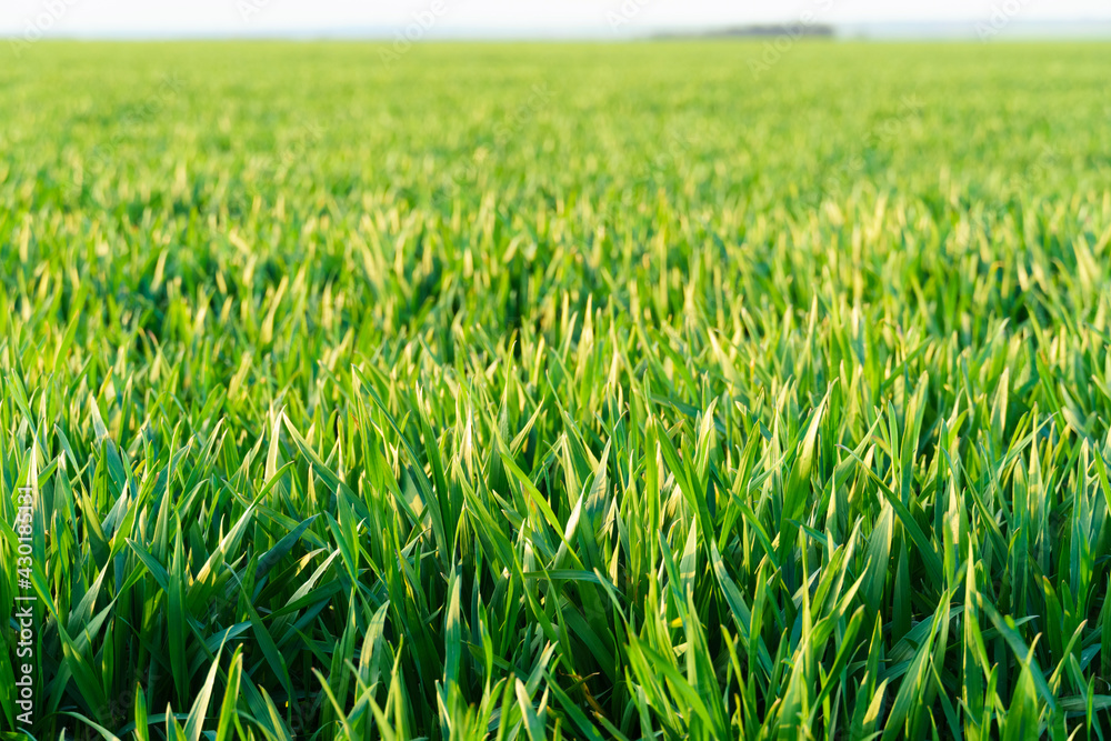 agricultural field with young sprouts and a blue sky with clouds - a beautiful spring landscape agricultural field with young sprouts and a blue sky with clouds - a beautiful spring landscape