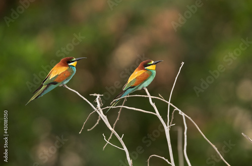 A pair of European bee-eater perched on a tree, Bahrain