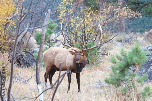 bull elk bellowing in the woods