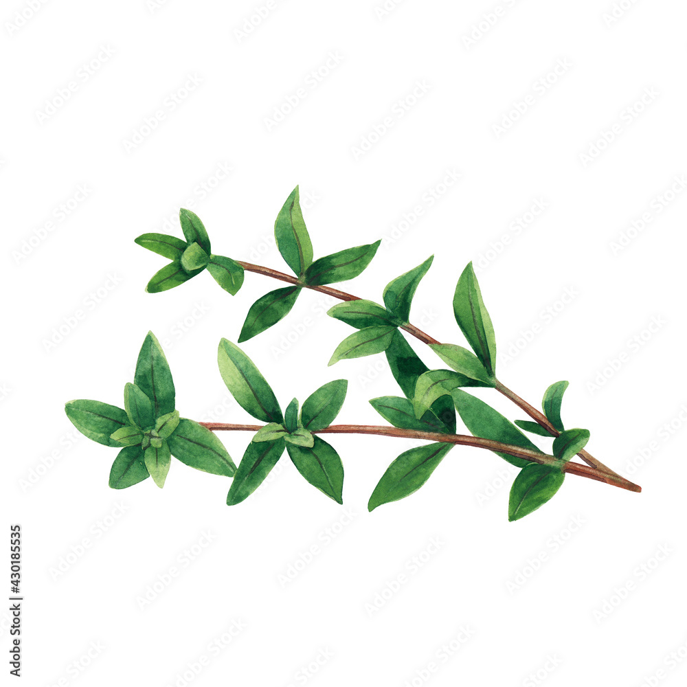 Green branch of marjoram isolated on white background. Watercolor hand drawn illustration. Green branch of marjoram isolated on white background. Watercolor hand drawn illustration.