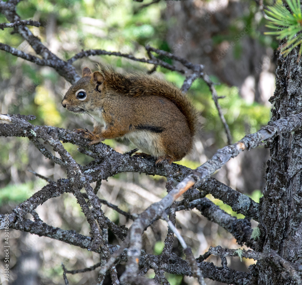 Eichhörnchen (Squirrel) im Banff NP (british Columbia) Eichhörnchen (Squirrel) im Banff NP (british Columbia)