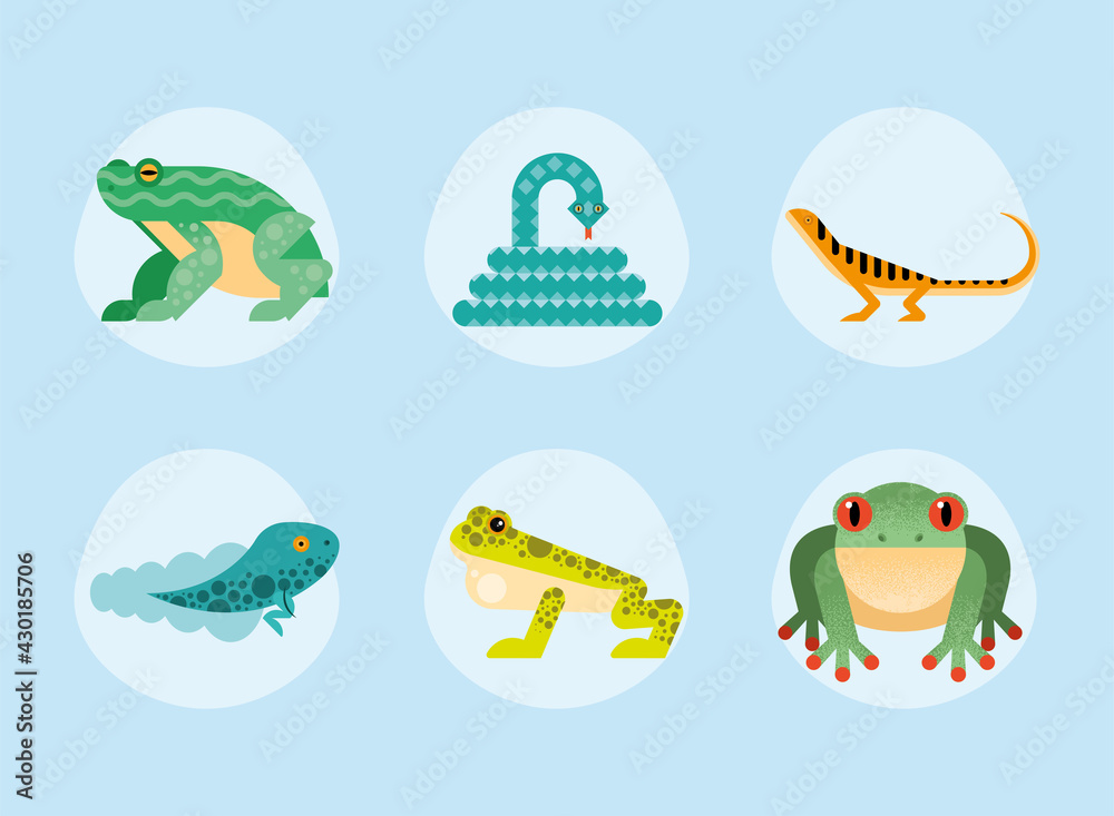 cute six amphibians