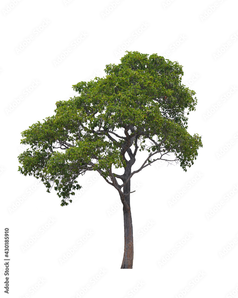 Obraz premium Green tree isolated on white background. This has clipping path.