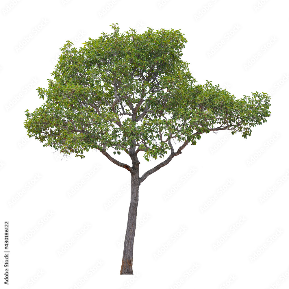 Green tree isolated on white background. This has clipping path. Green tree isolated on white background. This has clipping path.