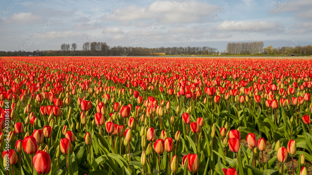 ein Feld mit blühenden Tulpen in Holland