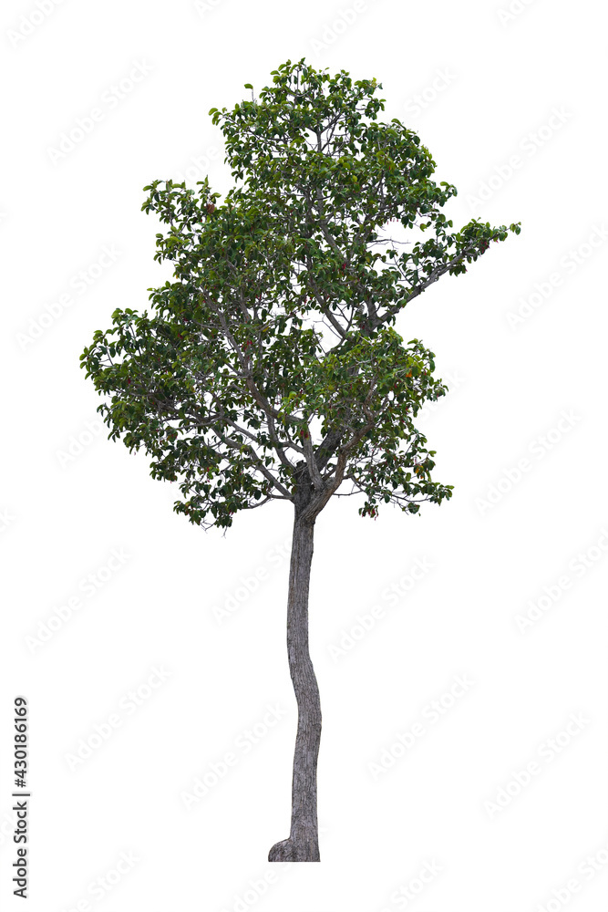 Green tree isolated on white background. This has clipping path. Green tree isolated on white background. This has clipping path.