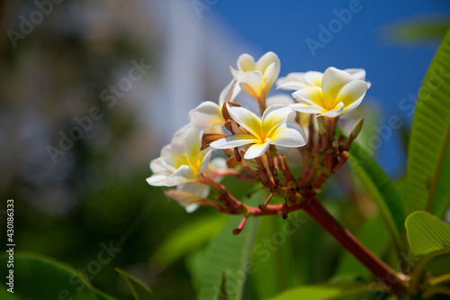 Fototapeta Naklejka Na Ścianę i Meble -  Tropische Frangipani Blumen