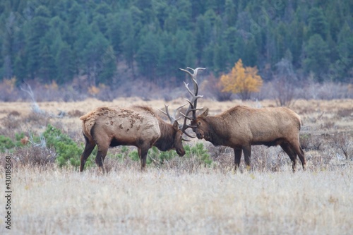 bull elk clash massive antlers