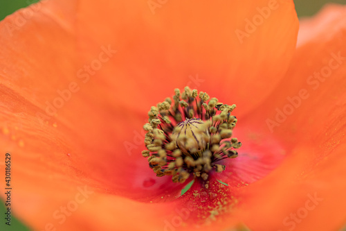 Close-up of the stamens, stigma and pollen of a poppy
