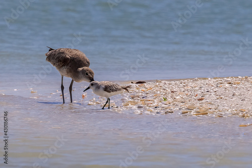 Mother Willet Playing with Her Baby By the Seashells Covered Shore in Marco Island, Florida, USA © mitgirl