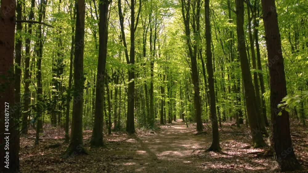 Gentle Fly Through Lush Green Woodland Gentle Fly Through Lush Green Woodland