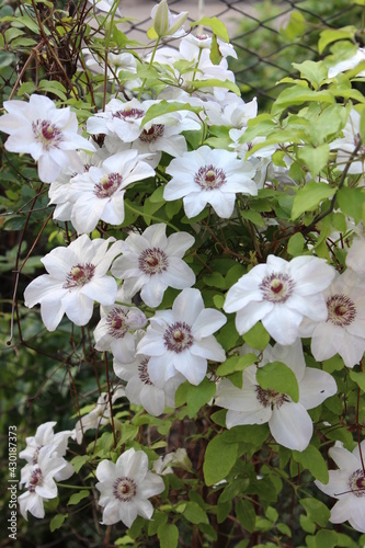 Large white clematis flowers and green leaves.