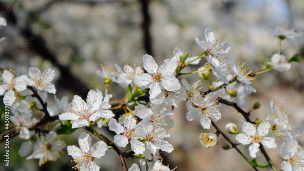 The branches of plum fruit trees are covered with beautiful flowers. The branches of plum fruit trees are covered with beautiful flowers.