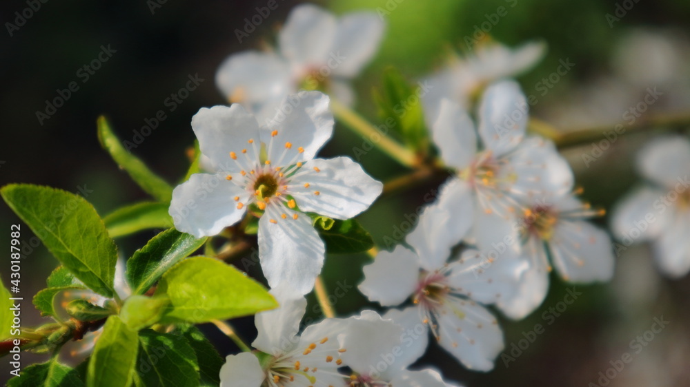 The branches of plum fruit trees are covered with beautiful flowers. The branches of plum fruit trees are covered with beautiful flowers.