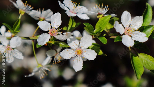 The branches of plum fruit trees are covered with beautiful flowers.