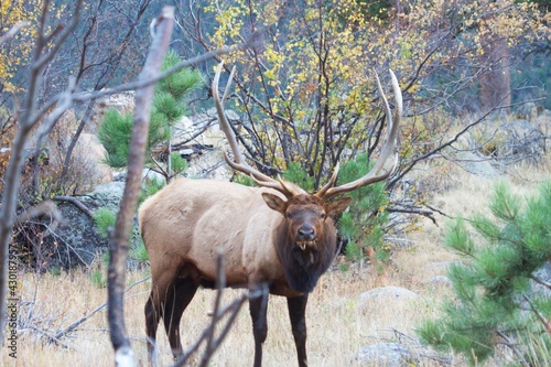 intense stare of bull elk in rut - fall colors