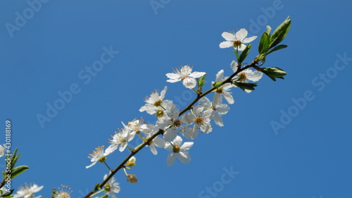  Plum tree branches on a beautiful sky-blue background.