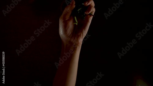 hand pouring rosemary over black background