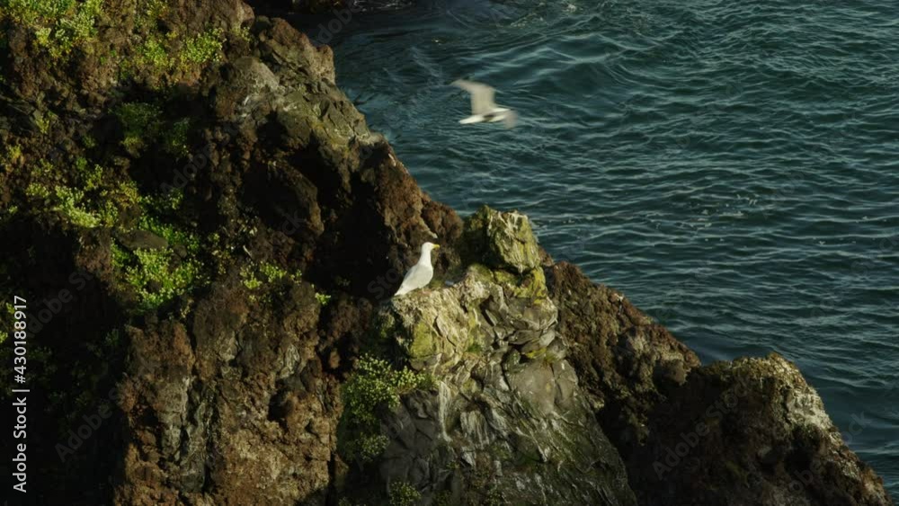 Seagul in rocks in Snaefellsnes Peninsula, Iceland, wide shot zoom out Seagul in rocks in Snaefellsnes Peninsula, Iceland, wide shot zoom out