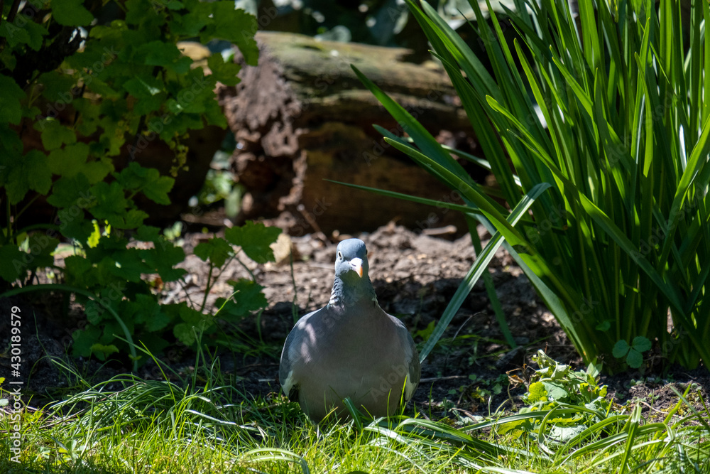 Obraz premium bird in the grass