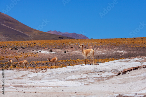 Vicunas at Volcan Isluga National park, Andean altiplano, Chile, South America