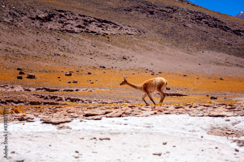 A vicuna running beneath Isluga Volcano  Andean high plateau  Chile.