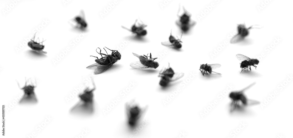 © Lane Erickson - Dead Flies Insects Many Several with Legs in Air © Lane Erickson - Dead Flies Insects Many Several with Legs in Air