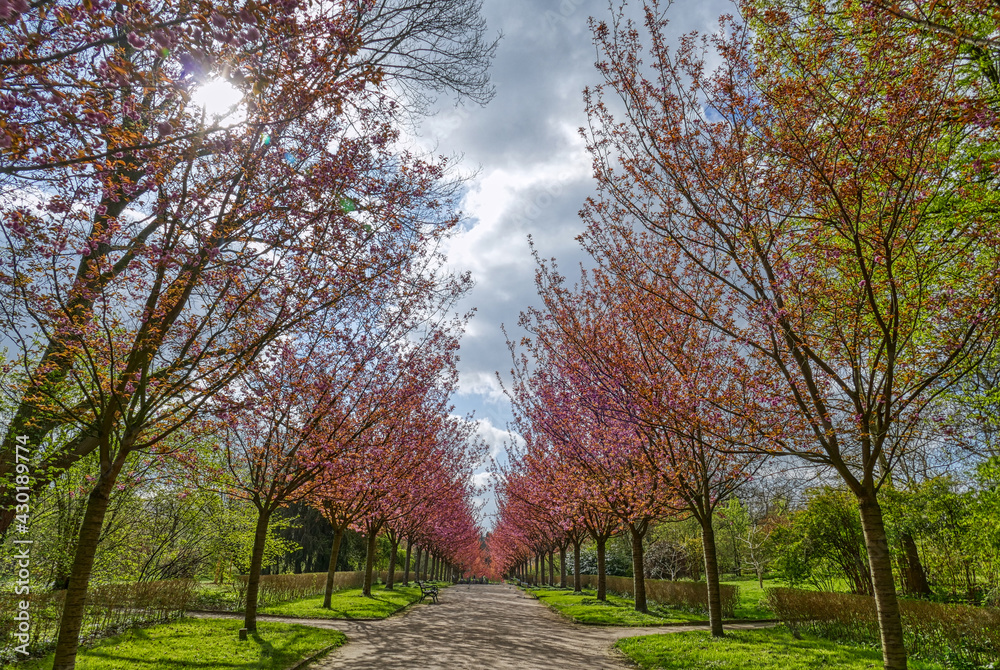 Allee mit Kirschblüten in einem Park in Dortmund