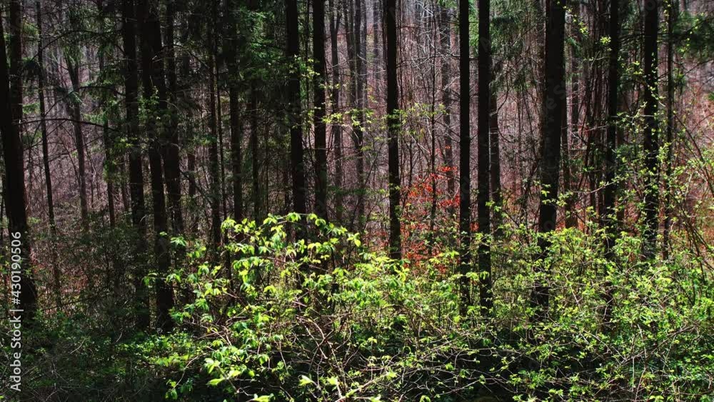Morning in a dense wild spring forest. Morning in a dense wild spring forest.
