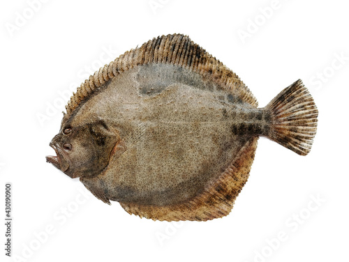 Fotomurale live flounder isolated on white background