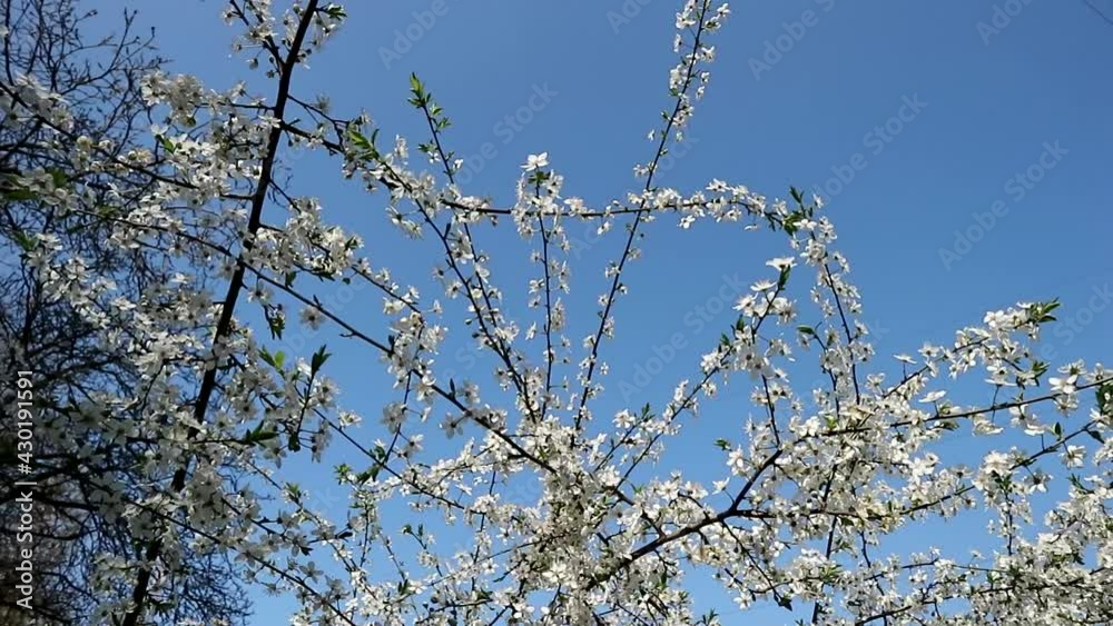 Blossoming branches of fruit trees sway in the wind against the backdrop of a blue sky. Blossoming branches of fruit trees sway in the wind against the backdrop of a blue sky.