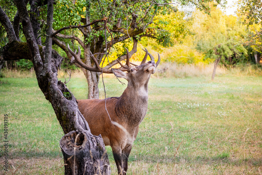 A magnificent male deer is eating in the woods A magnificent male deer is eating in the woods