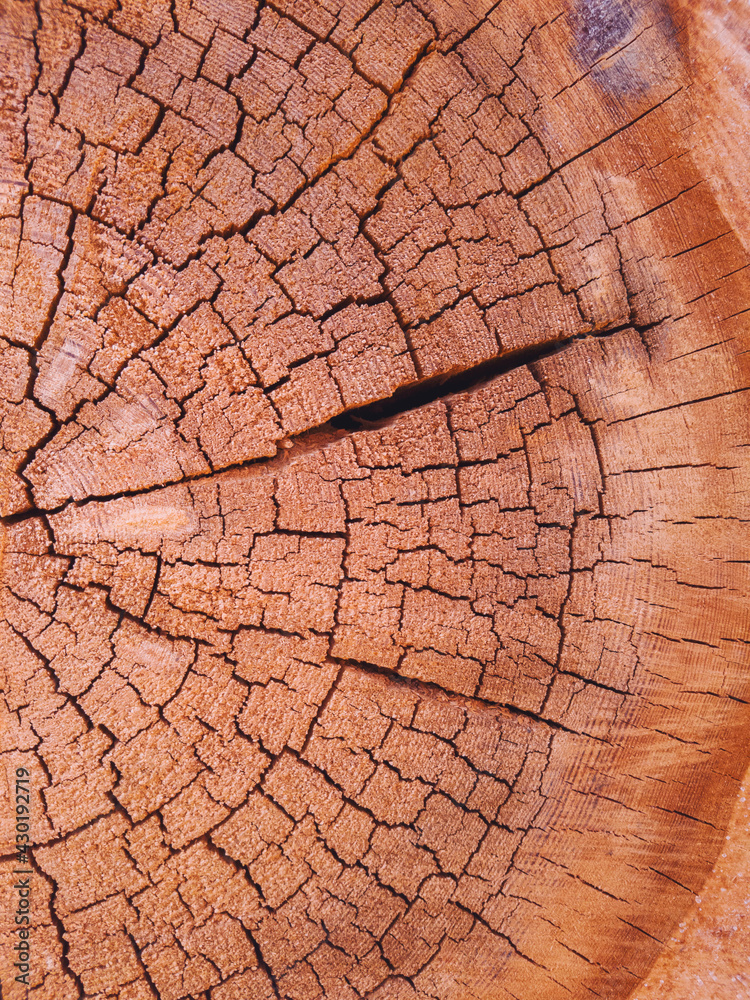 Fototapeta premium dry cracked cut of a tree trunk.