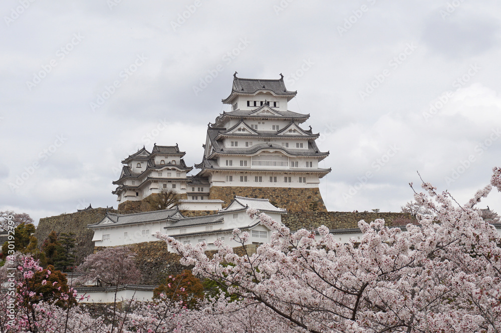 Himeji Castle with beautiful cherry blossoms in full bloom, Himeji, Hyogo Prefecture, Japan Himeji Castle with beautiful cherry blossoms in full bloom, Himeji, Hyogo Prefecture, Japan