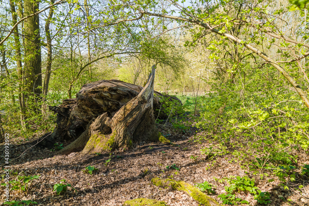 Frühling in Hermann-Löns-Park Hannover Frühling in Hermann-Löns-Park Hannover