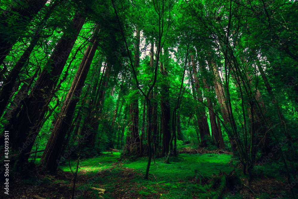 Obraz premium Muir Woods National Monument. Collection of trees in green forest with space for text