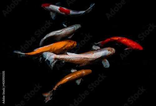 Detail of colorful Koi Fishs or Koi Carp swimming inside the fish pond at sunny day, Japanese fish species, Many colorful patterns, Focus and blur.