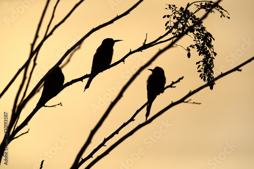 Silhouette of a European bee-eaters perched on a tree, Bahrain