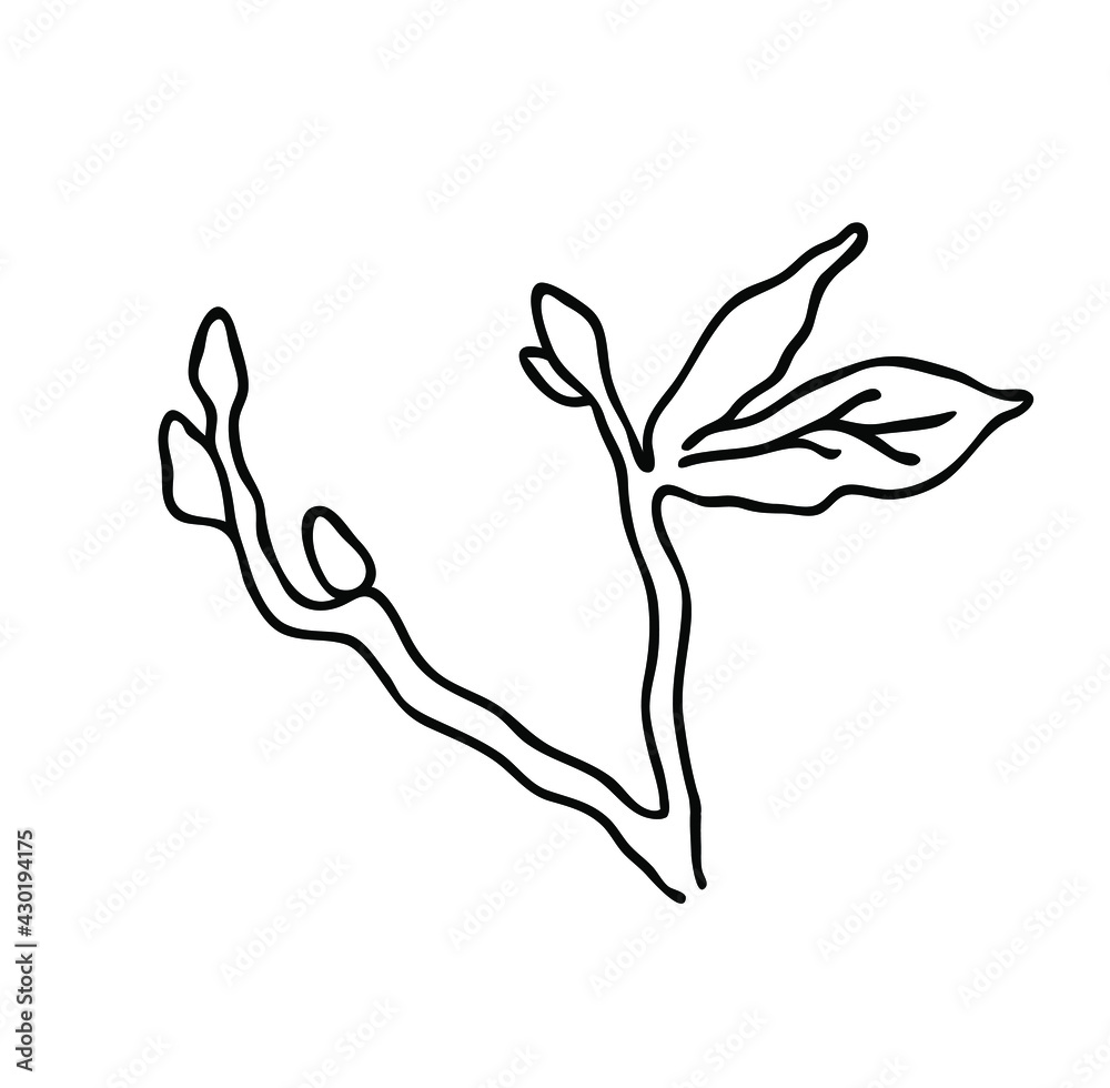 A branch for elegant design, rustic design, botanical design. Vector on a white background. A branch for elegant design, rustic design, botanical design. Vector on a white background.