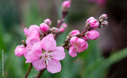 Pink cherry flowers in the garden, Sakura blooming in spring