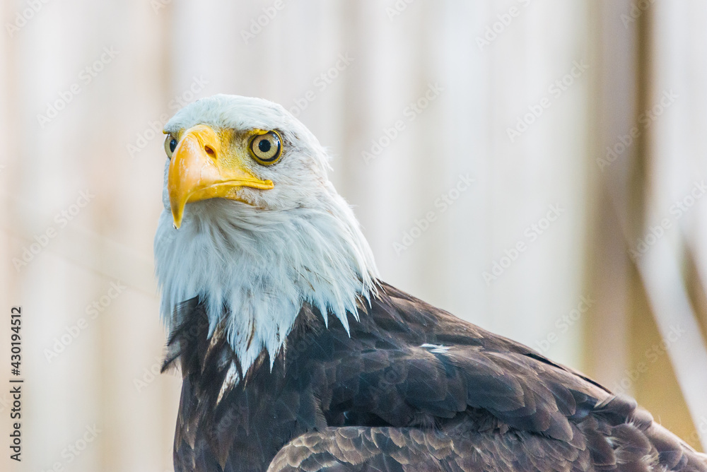 Obraz premium aquila calva