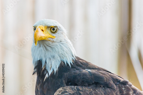 aquila calva photo