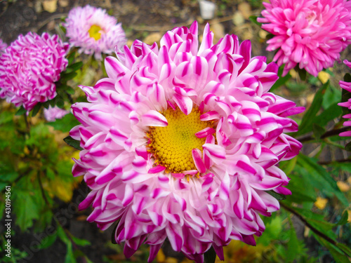 Pink and white terry flower aster