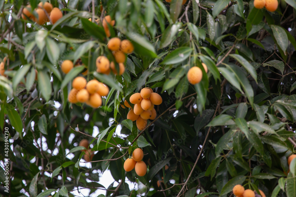 Many of the orange Maprang on the green leaves have a very sour taste. But very useful with vitamins in Thailand