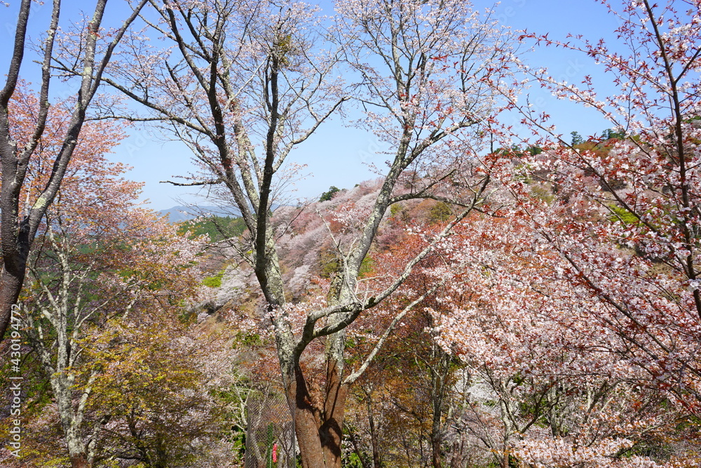 Yoshinoyama sakura cherry blossom during spring. Mount Yoshino in Nara Prefecture, Japan's most famous cherry blossom viewing spot - 日本 奈良 吉野山の桜 Yoshinoyama sakura cherry blossom during spring. Mount Yoshino in Nara Prefecture, Japan's most famous cherry blossom viewing spot - 日本 奈良 吉野山の桜