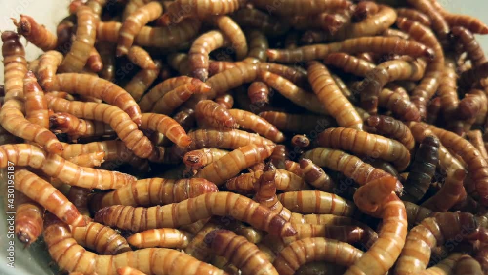Close up Shot of Live Mealworms (larva). Dolly-In Zoom Shot. Close up Shot of Live Mealworms (larva). Dolly-In Zoom Shot.