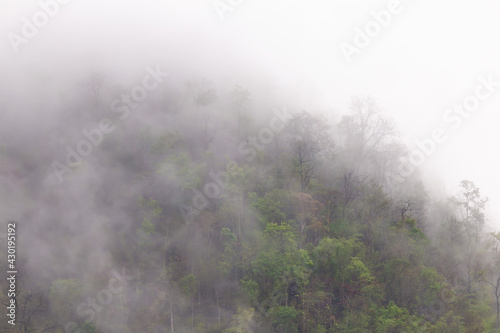 Forest  trees on the mountain with a thin mist in the morning  caused by rain at night. Summer forest in Thailand after a summer storm But makes good air Remove dust and smoke caused by forest fires.