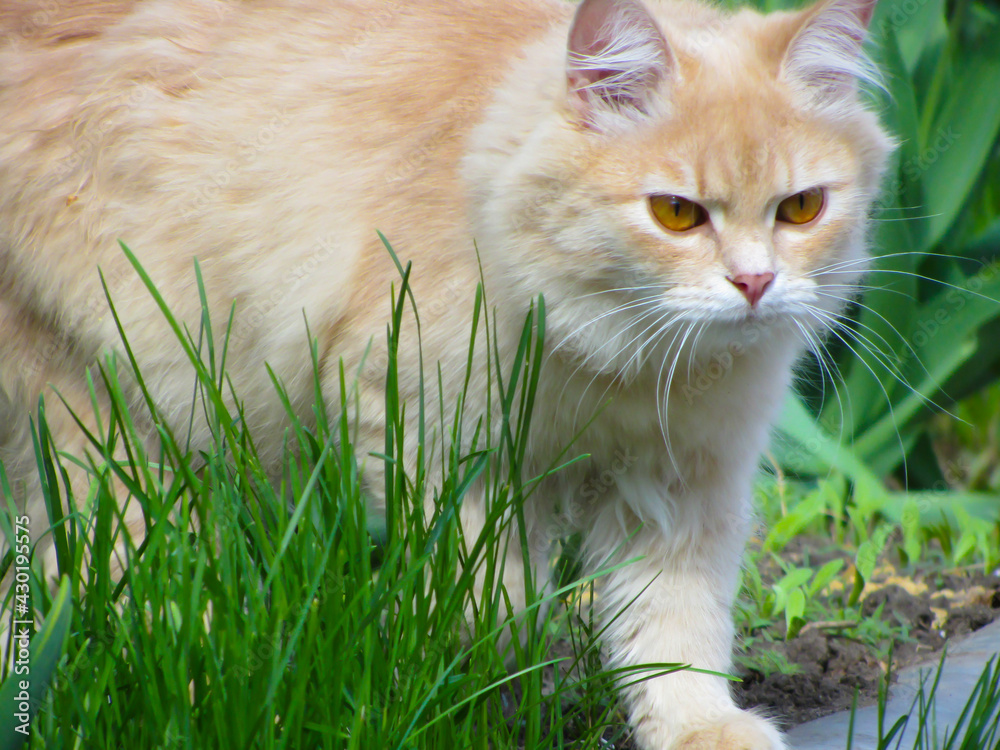 Serious ginger cat walks on the street on the grass